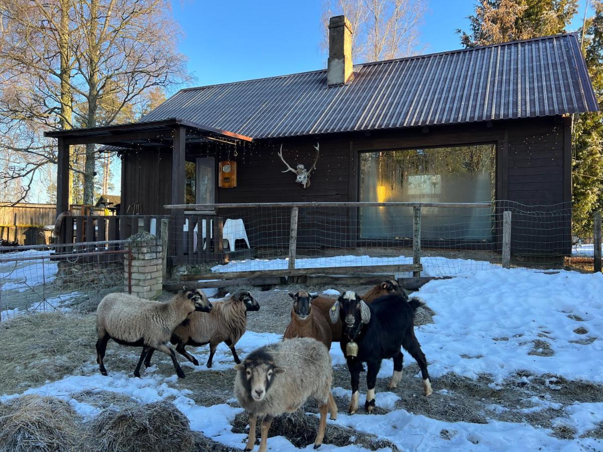 Private Farm Jakuzzi Sauna In The Forest Talsi Exterior photo